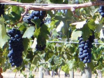 Villa Schuchmann Wines Chateau