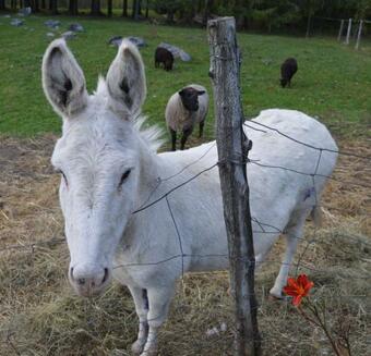 Mount Harmony Farm Guest House