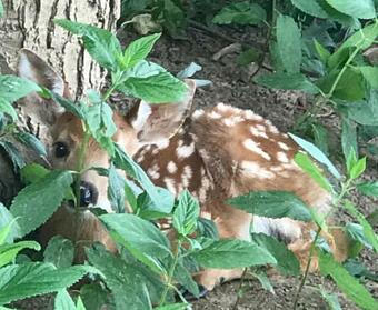Stone River House, Private River Access
