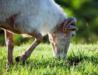 Apartamentos Lusarbe