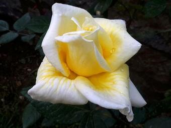 Apartamento En Feneo