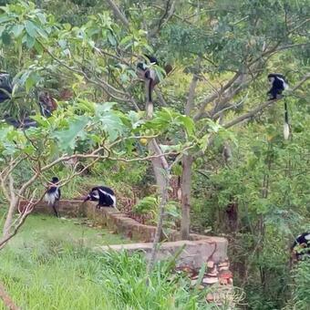 Lodge Kyaninga Royal Cottage