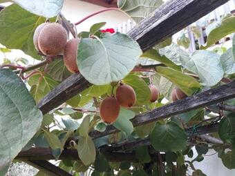 Agroturismo Strasserhof