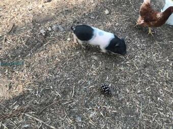 Casa Rural Los Robles