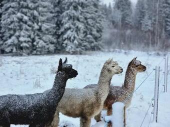 Bed & Breakfast Bj�rkedal G�rd