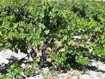 Agroturismo Casa Rural "garnacha De Borja"