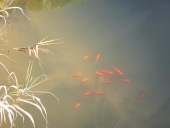 La Jacaranda Eco Relaxation Farm