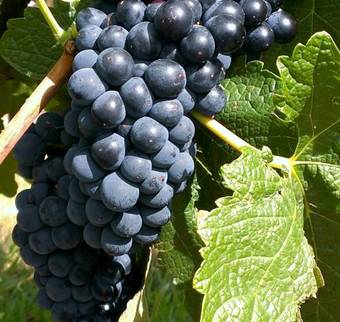 Cottages On Mount View
