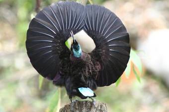 Crater Lakes Rainforest Cottages