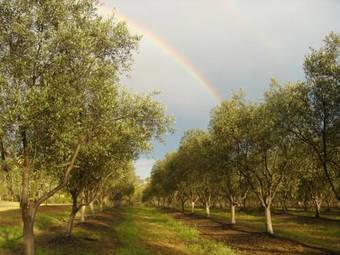 Villa Adina Vineyard