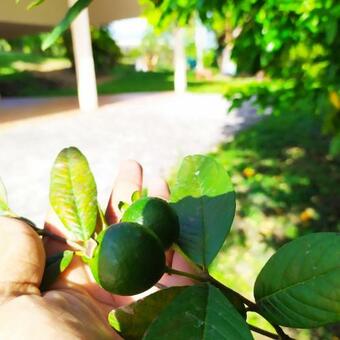 Apartamento Studio Goyave