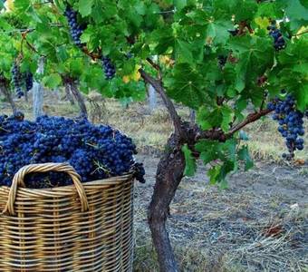 Hotel Sienna Estate Lodge And Winery