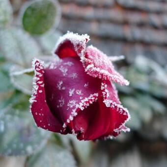 Apartamento Alpenhaus Dachstein.zauber