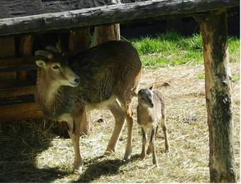 Bed & Breakfast Alpengasthof Schuster