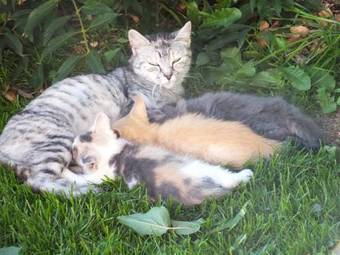 Agroturismo Ferienhaus "zur Alten Schmiede"