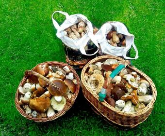 Hostal Penzion Muflon