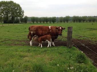 Bed And Breakfast Wevers