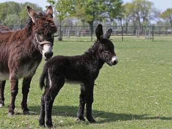 Lodge 't Jaegershoes