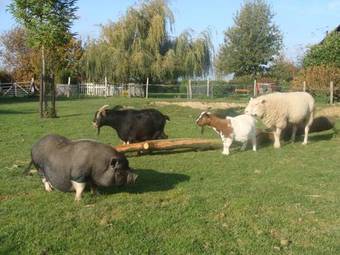 Apartamentos Hoeve De Binnenplaets