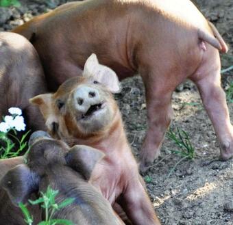 Apartamento Biohofgut Laschalt
