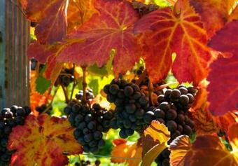 Apartamento Weinhof Klug-krainer