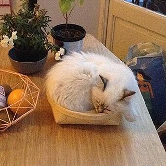 Apartamento Art Nouveau Floral (1904)