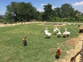 Agroturismo Masia Can Canyes & Spa