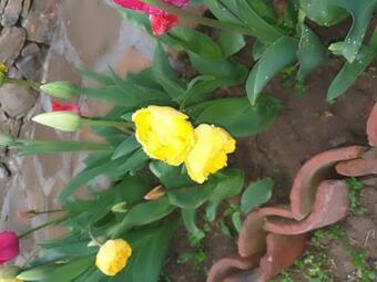 Villa "?????????? ????"