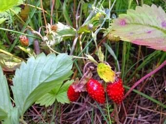 Agroturismo Mesipuu Talu