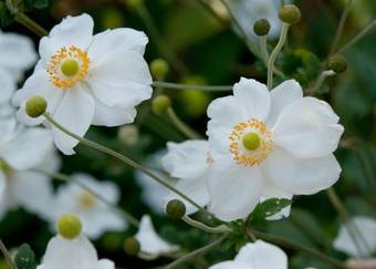 Bed & Breakfast De Violier