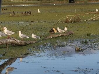 Danube Delta Boat Tours + Open Space Restaurant/ Excursii In Delta Dunarii Si Restaurant Open Space