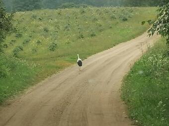 Agroturismo Kasztanowe Wrota