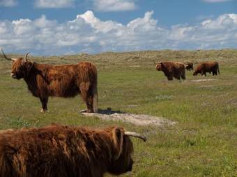 Westcord Strandhotel Seeduyn