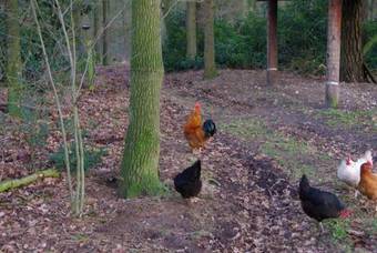 Apartamento Erve Hanebulten