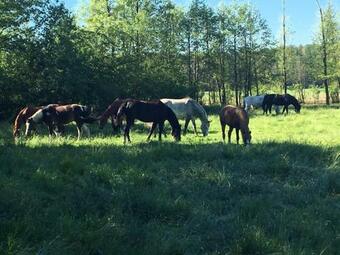 Agroturystyka Stajnia Zwierzyniec