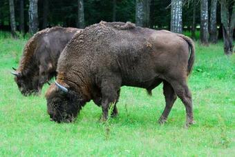 Narewka, Caly Dom, Puszcza Bialowieska