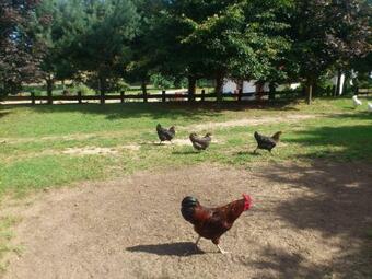 Agroturismo Morelowy Sad Potrzanowo