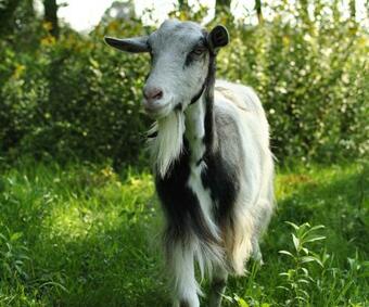 Agroturismo Stajnia Alado