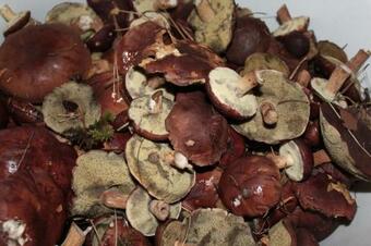 Lodge Domek Bory Tucholskie