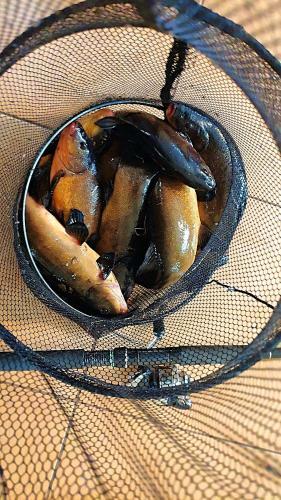 Chata W Puszczy - Szeroki B�r