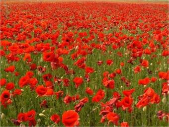 Casa Rural Rio Cabriel