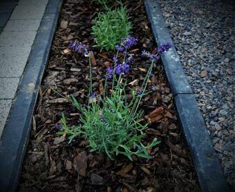 Apartamento Lawendowy Domek Zator Przeciszow