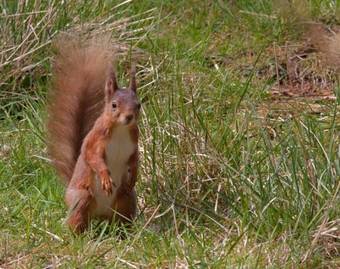 Bed & Breakfast Cornlee