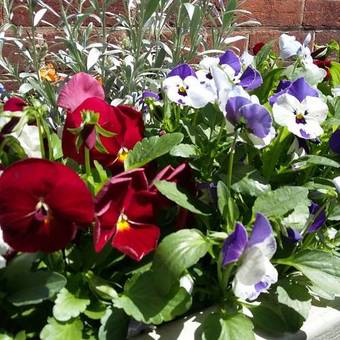 Hostal The Black Boy