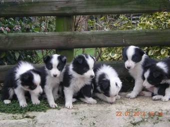 Agroturismo Tyddyn Du