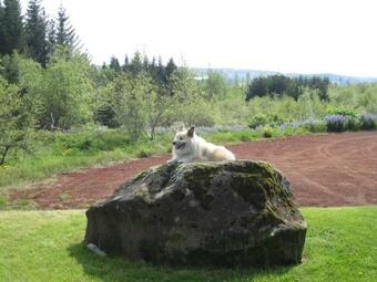 �lfarsfellsvegur 20, Rvk