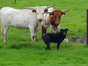 Apartamento Bed&bbq Longhornranch