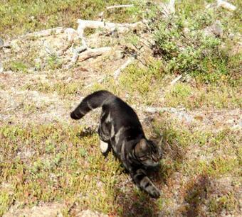 Cabin At Huskies Farm