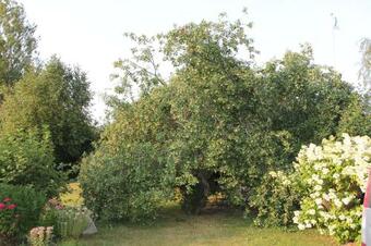 Apartamento Y� Kotikoivun Rauhassa