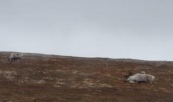 Apartamento Nordskogveien 12b